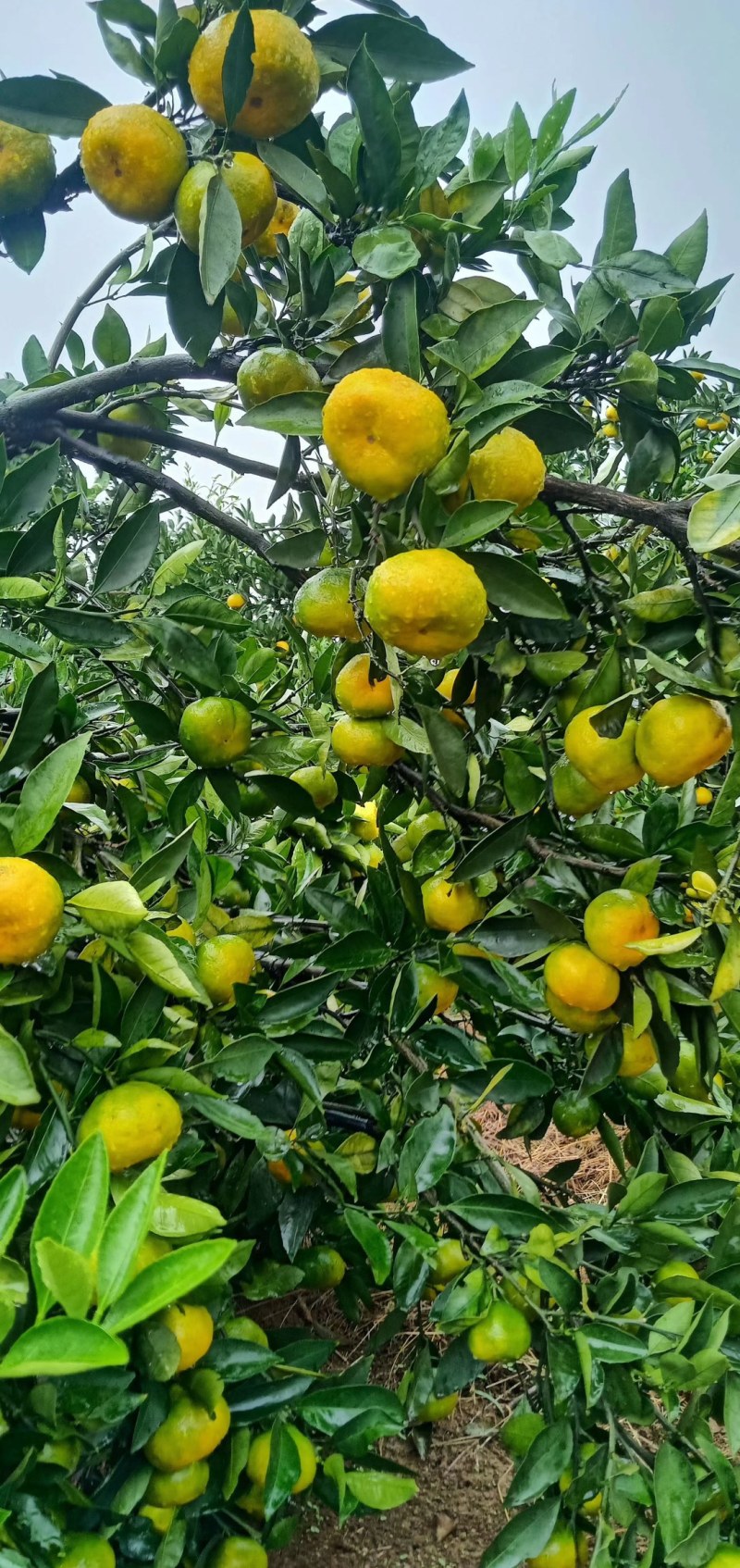 广西桂林市兴安县特早蜜桔口感好皮张好化渣