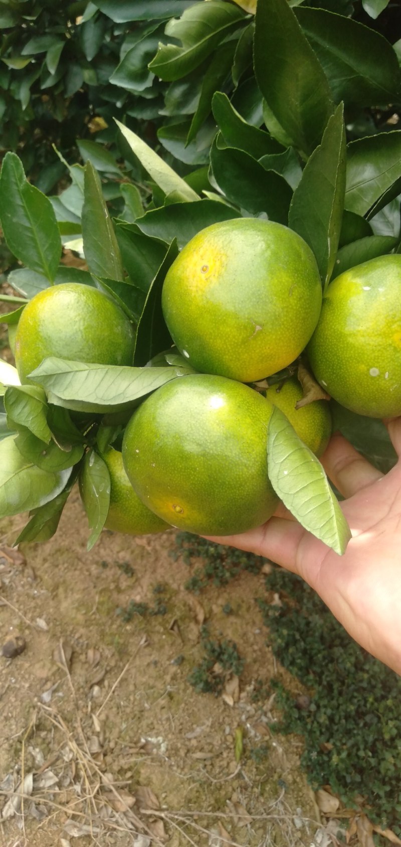 广西桂林市兴安县特早蜜桔口感好皮张好化渣