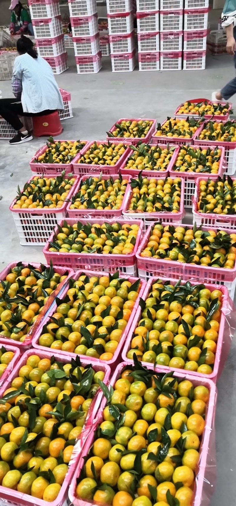 广西桂林市兴安县特早蜜桔口感好皮张好化渣