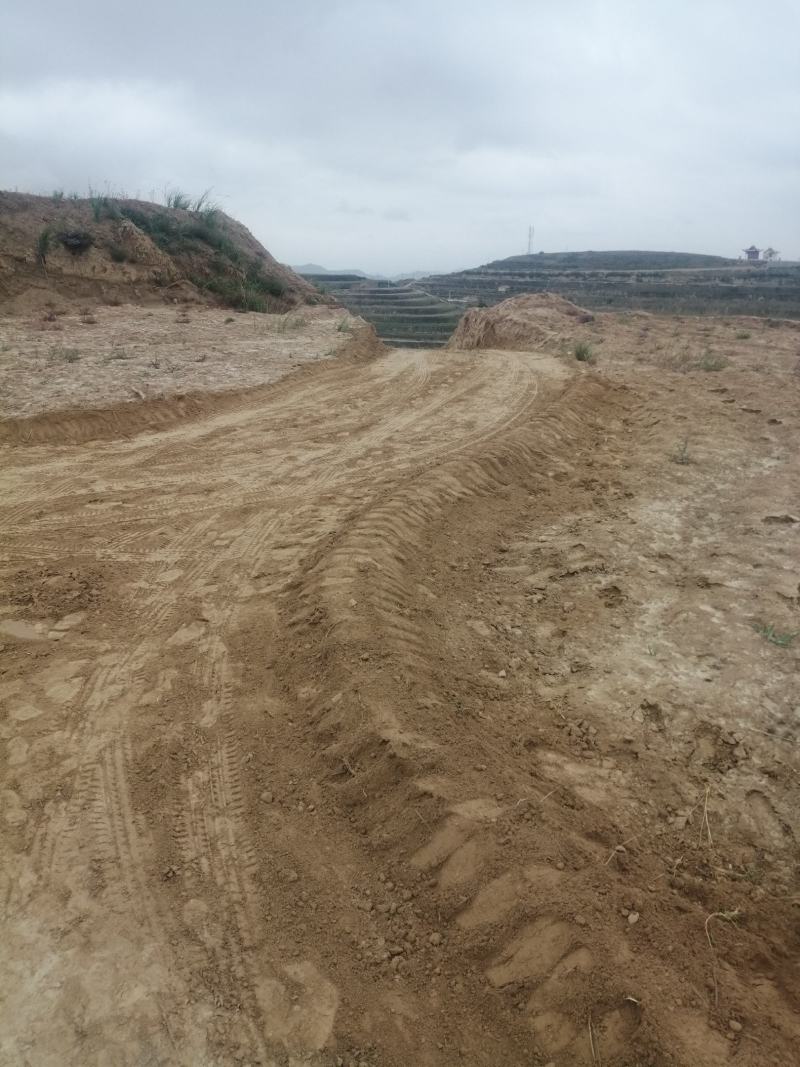 甘肃定西大量旱沙精品土豆