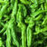 【鲜辣椒】夏邑301辣椒大量上市，产地直供，质量保证。