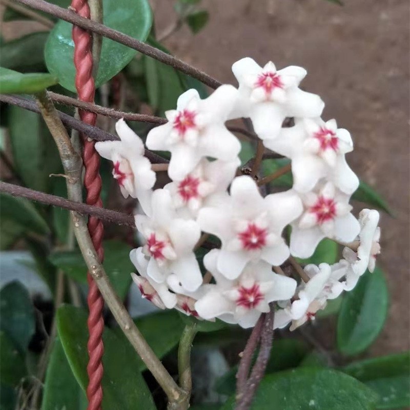 心叶球兰花苗室内爬藤吊兰绿叶花卉盆栽大苗攀援植物当年开花