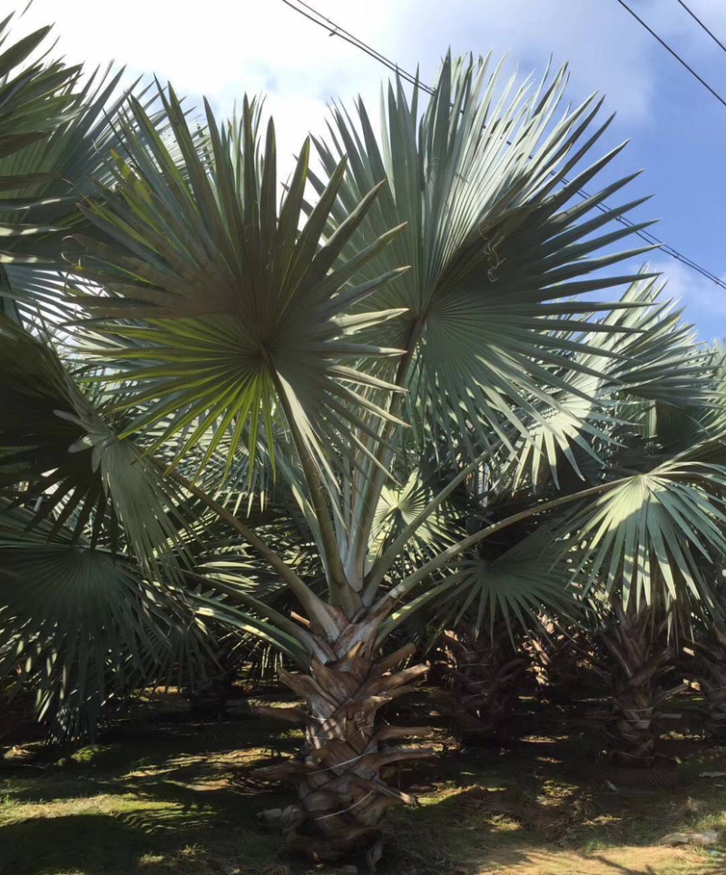 霸王棕全国大种植基地四川重庆精品霸王棕直销批发福建产地