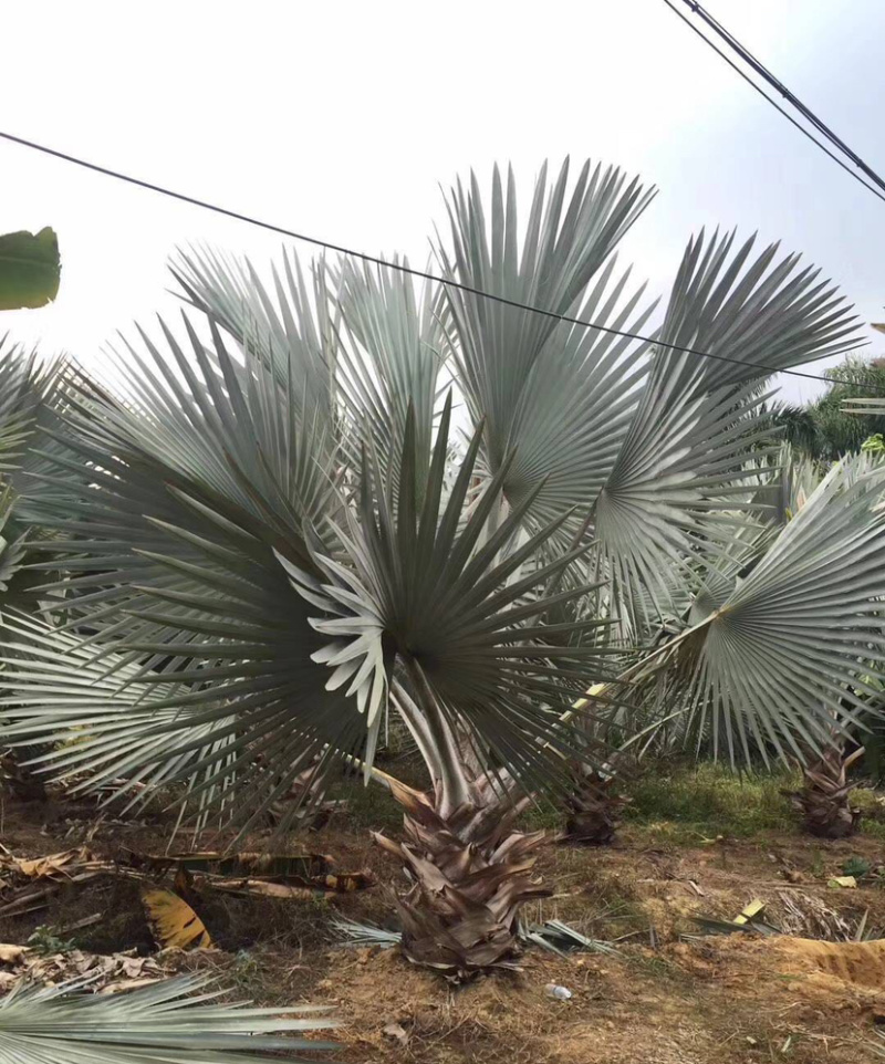 霸王棕全国大种植基地四川重庆精品霸王棕直销批发福建产地