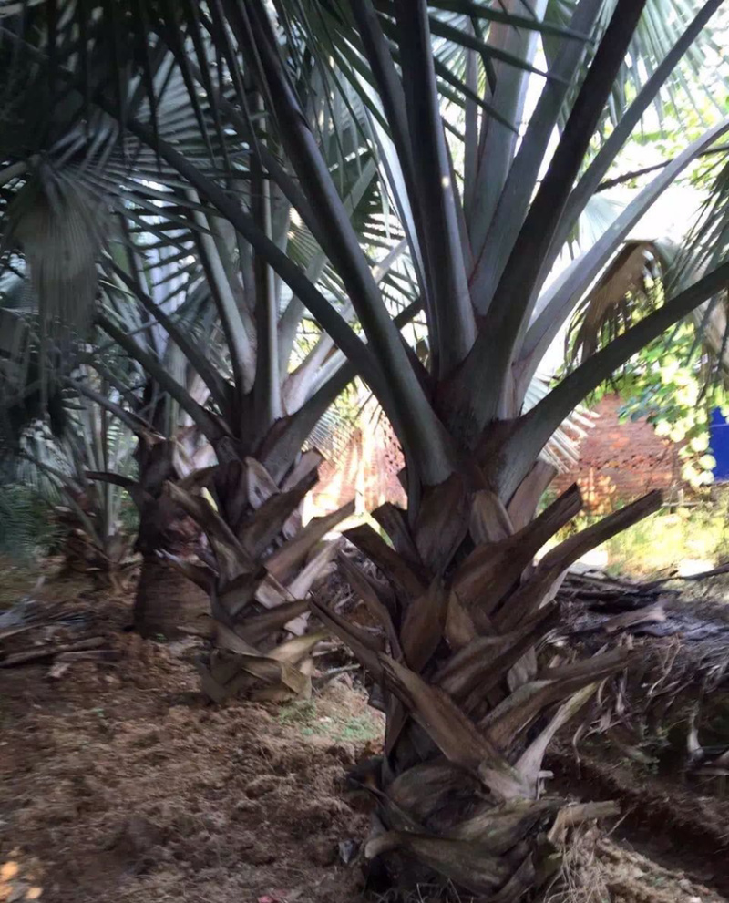 霸王棕全国大种植基地四川重庆精品霸王棕直销批发福建产地