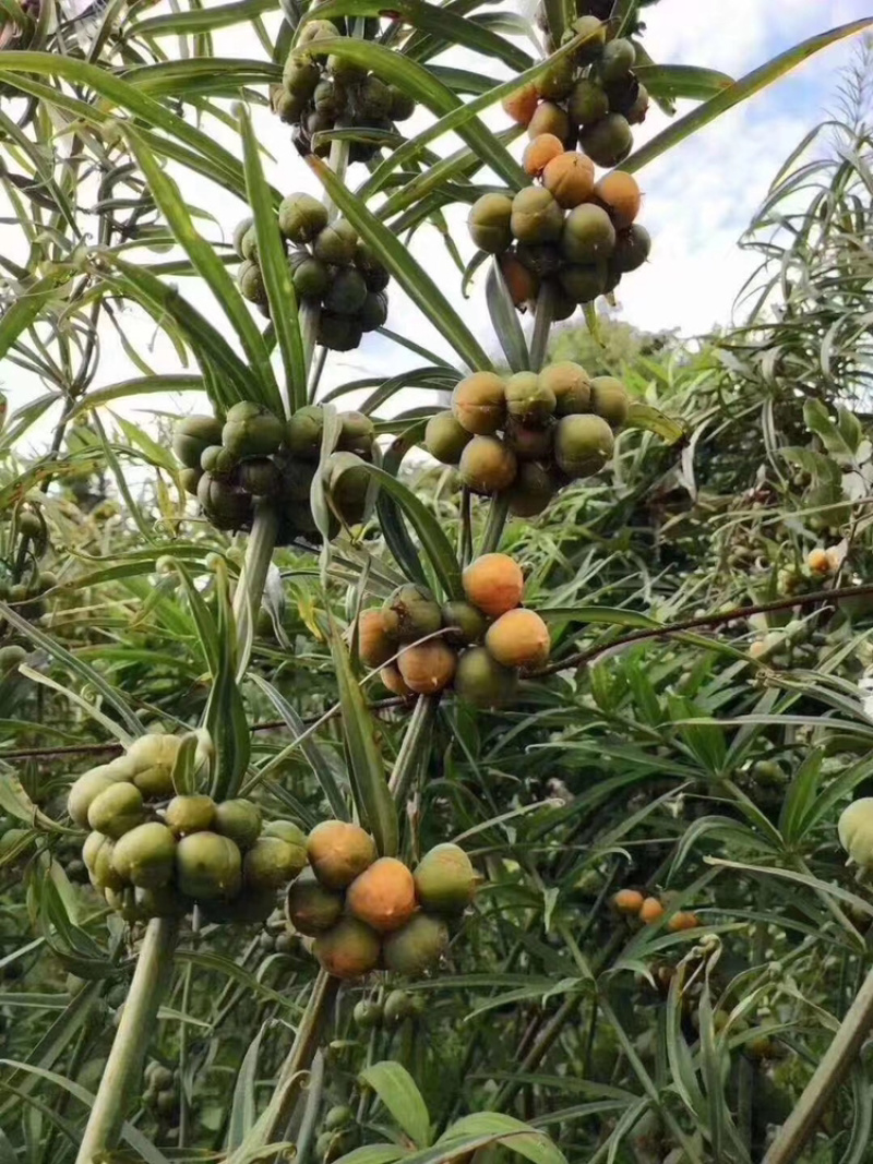 云南红花滇黄精节节高多花种子黄精净籽去壳黄精净籽