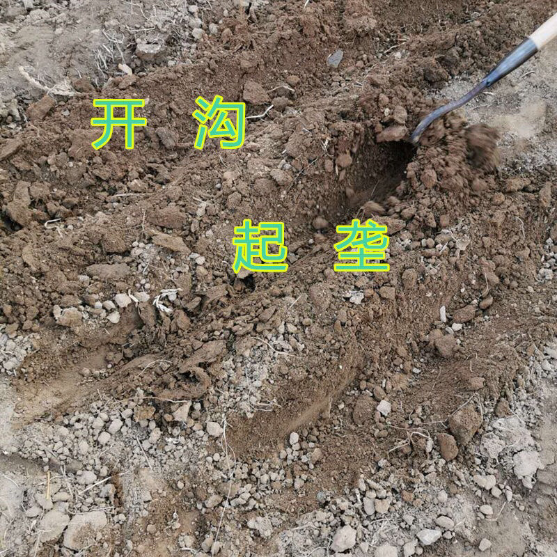 草莓种菜三角开沟锄尖锄镐拉锄起垄楼沟鹰嘴尖锄头开荒施肥锄