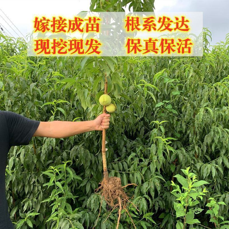 嫁接新品早熟特大黄金蜜桃树苗锦绣黄桃苗晚熟纯甜南北方种植