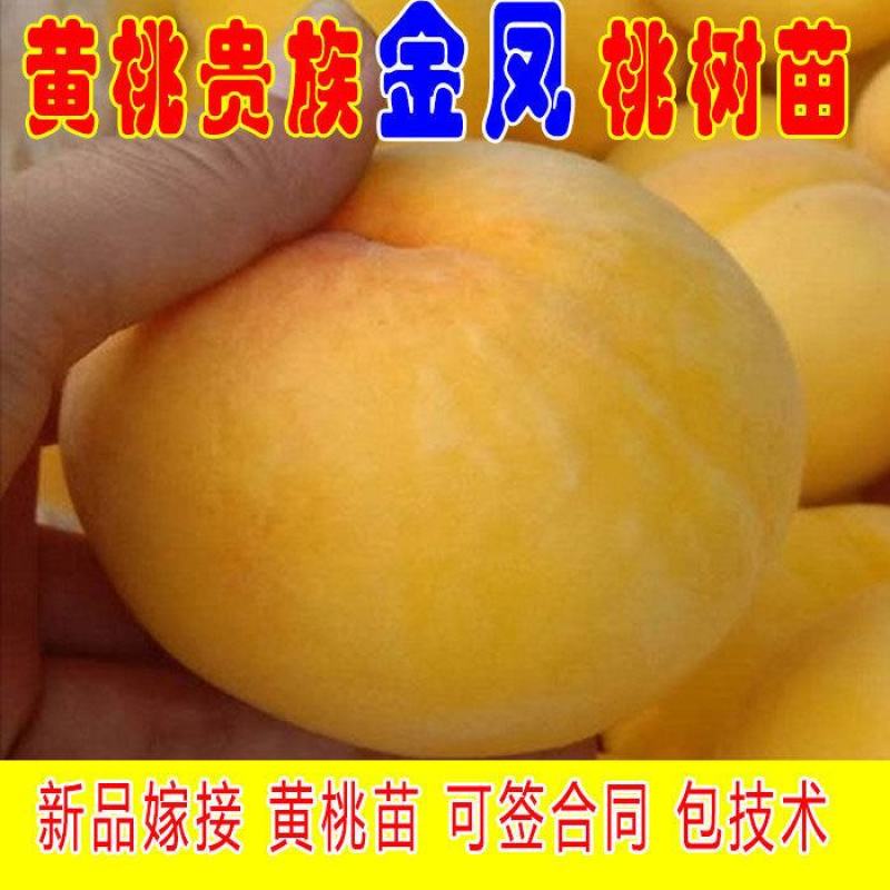 嫁接新品早熟特大黄金蜜桃树苗锦绣黄桃苗晚熟纯甜南北方种植