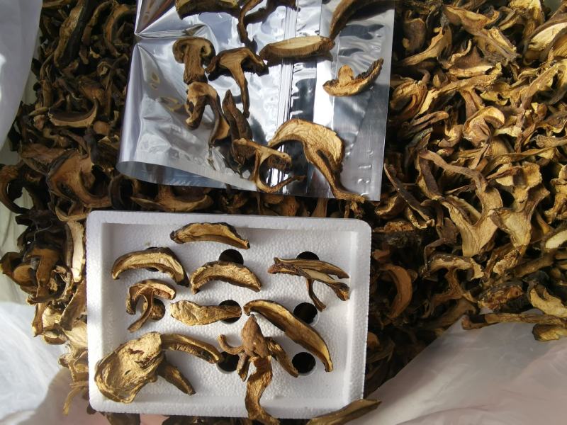 云南特产黑牛肝菌老家产地货源大量现货批发