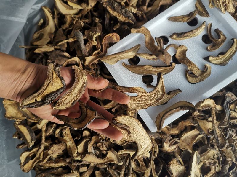 云南特产黑牛肝菌老家产地货源大量现货批发