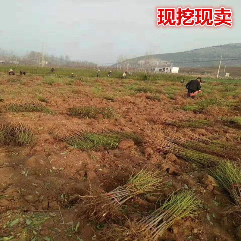 嫁接新品早熟特大黄金蜜桃树苗锦绣黄桃苗晚熟纯甜南北方种植