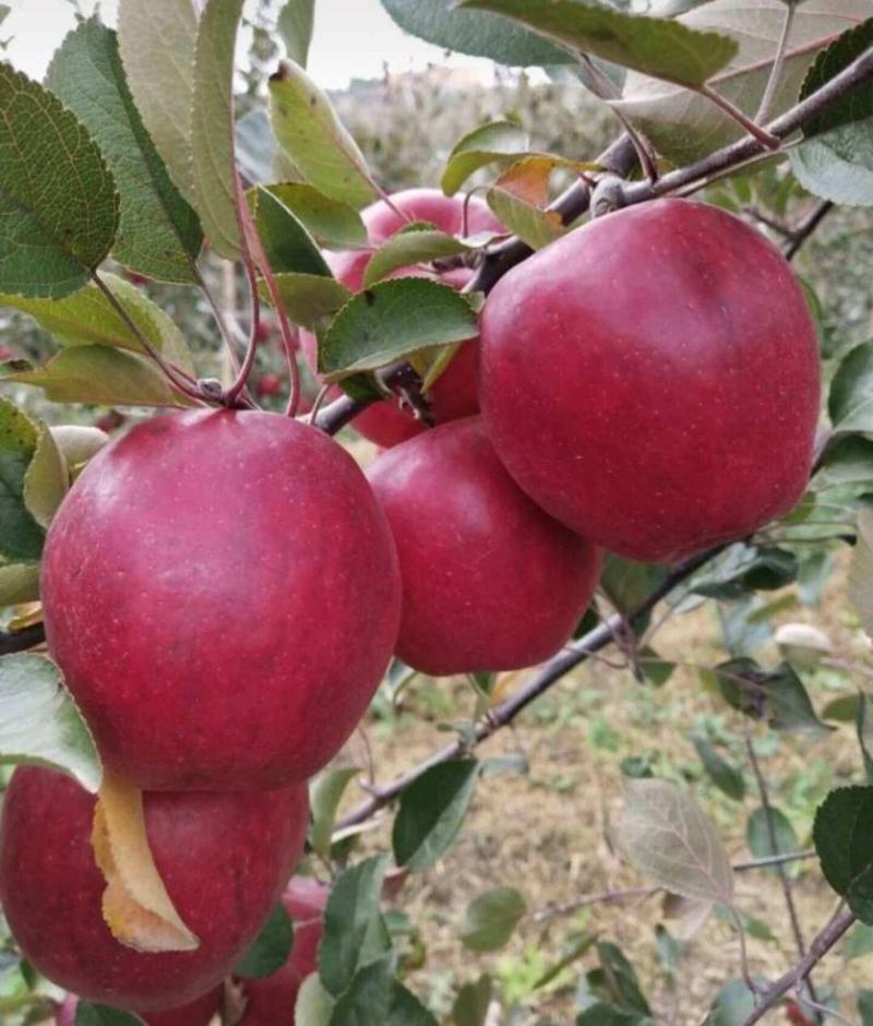 苹果苗新品种苹果苗红肉苹果包品种免费技术指导