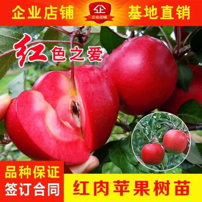 苹果苗新品种苹果苗红肉苹果包品种免费技术指导