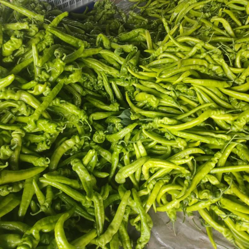 精品尖椒大量上市价格便宜包装齐全，交通方便，上货快