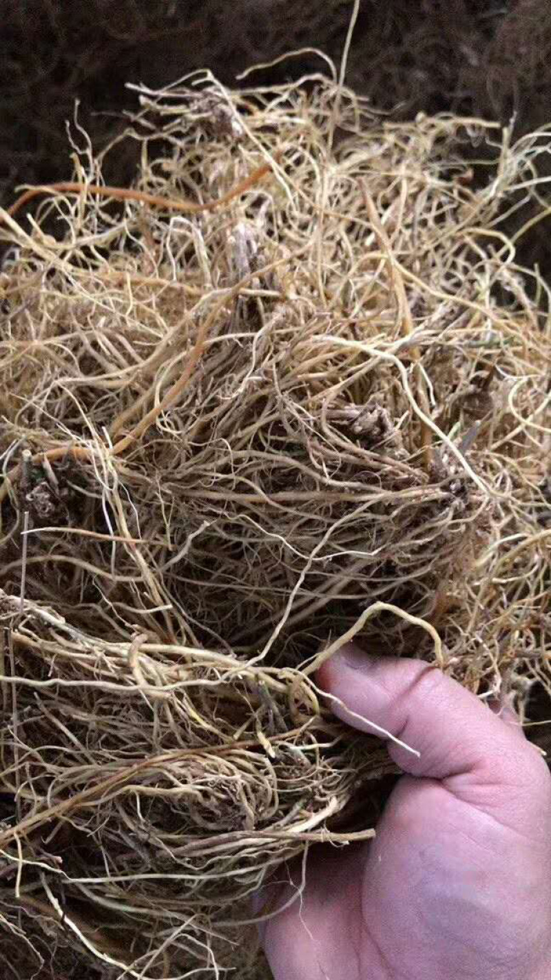 滇龙胆草长期大货供应精选货选货统货