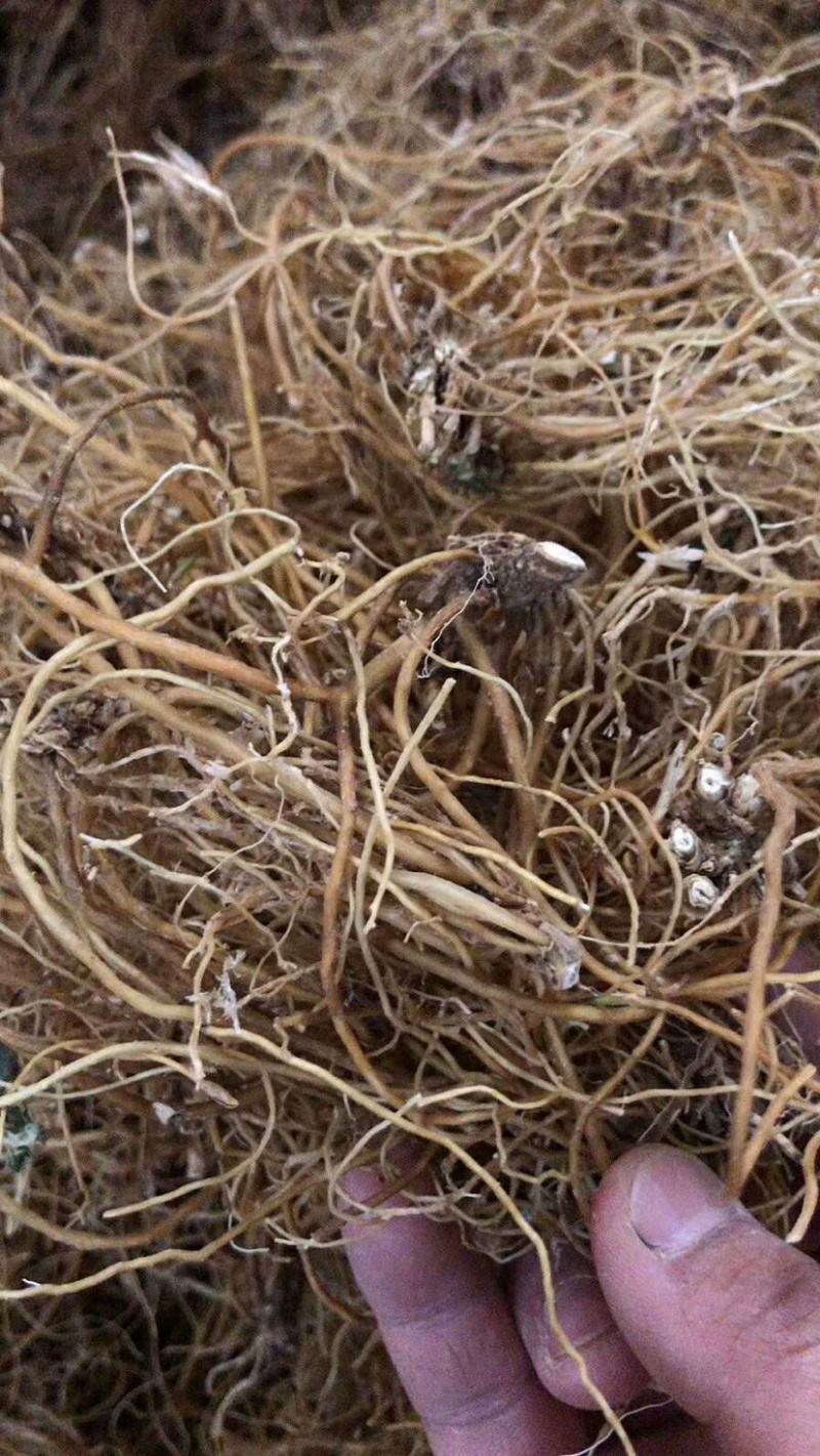滇龙胆草长期大货供应精选货选货统货