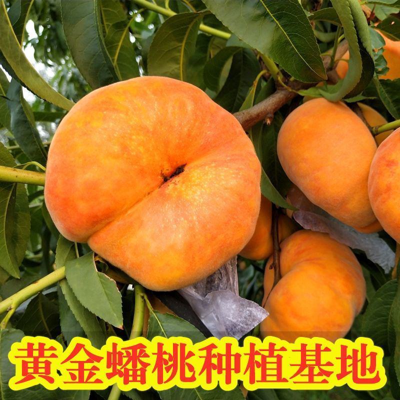 风味皇后桃中贵族黄金蟠桃早熟香甜离核甜度高不裂果桃树苗