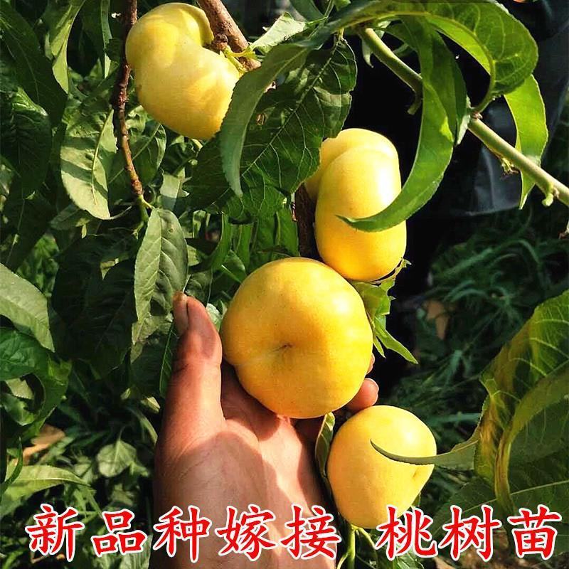 风味皇后桃中贵族黄金蟠桃早熟香甜离核甜度高不裂果桃树苗