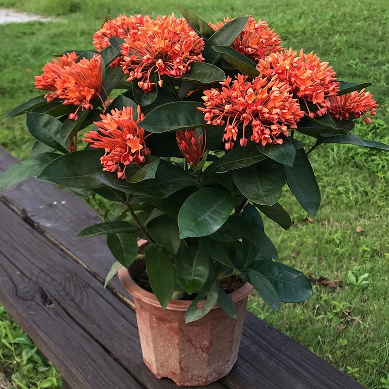 龙船花盆栽带花绣球花四季开花植物庭院阳台室内好养绿植花