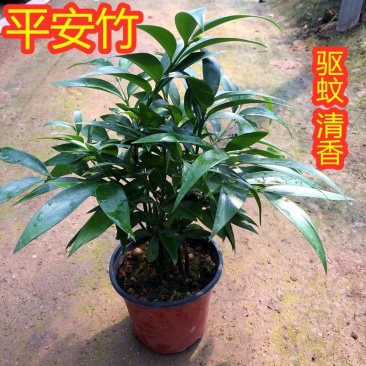 竹柏盆栽植物室内水培小苗驱蚊草四季常青绿植净化空气吸甲醛