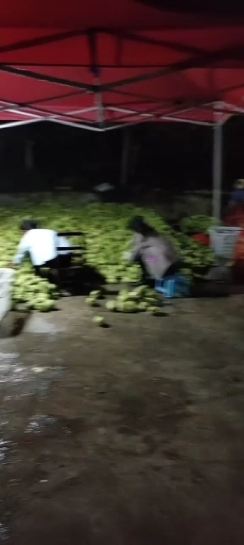 贵州惠水佛手瓜基地精品瓜种直销