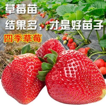 草莓苗种植带土发货四季盆栽室内植物奶油草莓秧家庭阳台食用