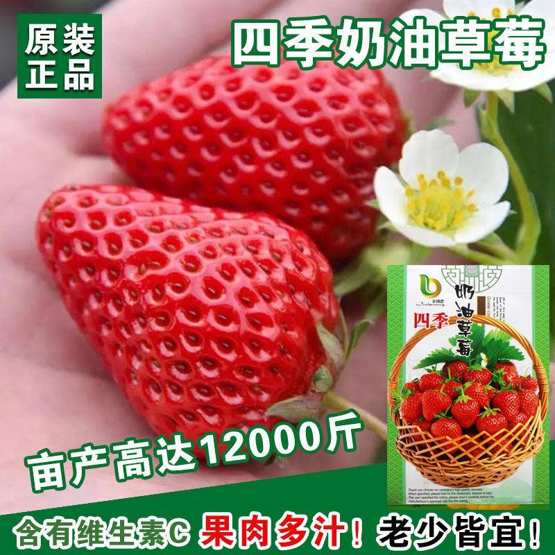 草莓苗种植带土发货四季盆栽室内植物奶油草莓秧家庭阳台食用