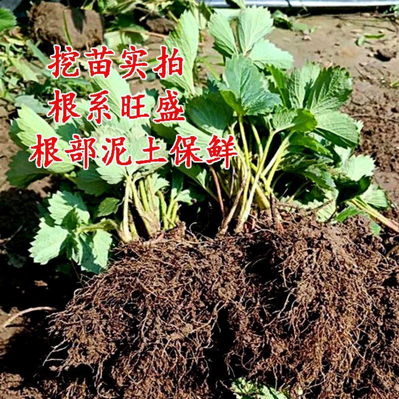 草莓苗种植带土发货四季盆栽室内植物奶油草莓秧家庭阳台食用