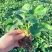 草莓苗种植带土发货四季盆栽室内植物奶油草莓秧家庭阳台食用