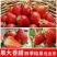 草莓苗种植带土发货四季盆栽室内植物奶油草莓秧家庭阳台食用