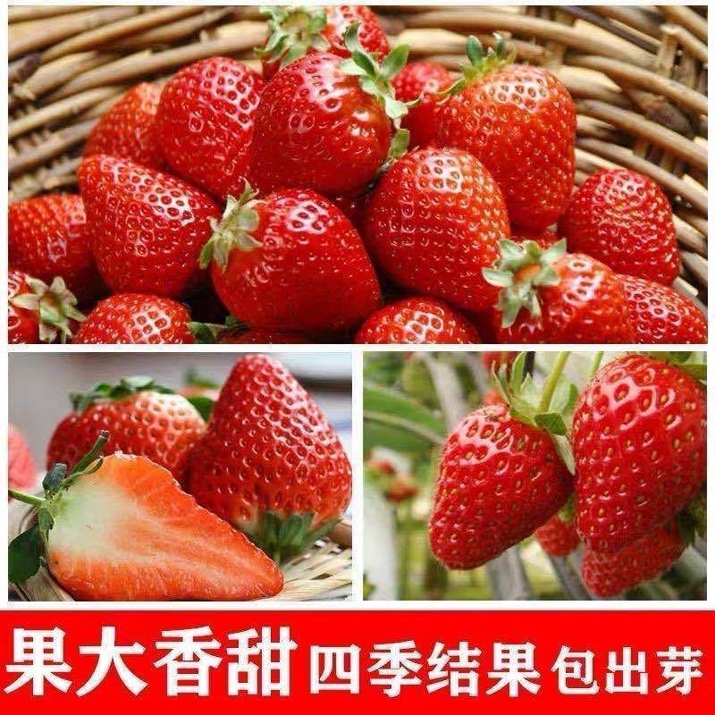 草莓苗种植带土发货四季盆栽室内植物奶油草莓秧家庭阳台食用