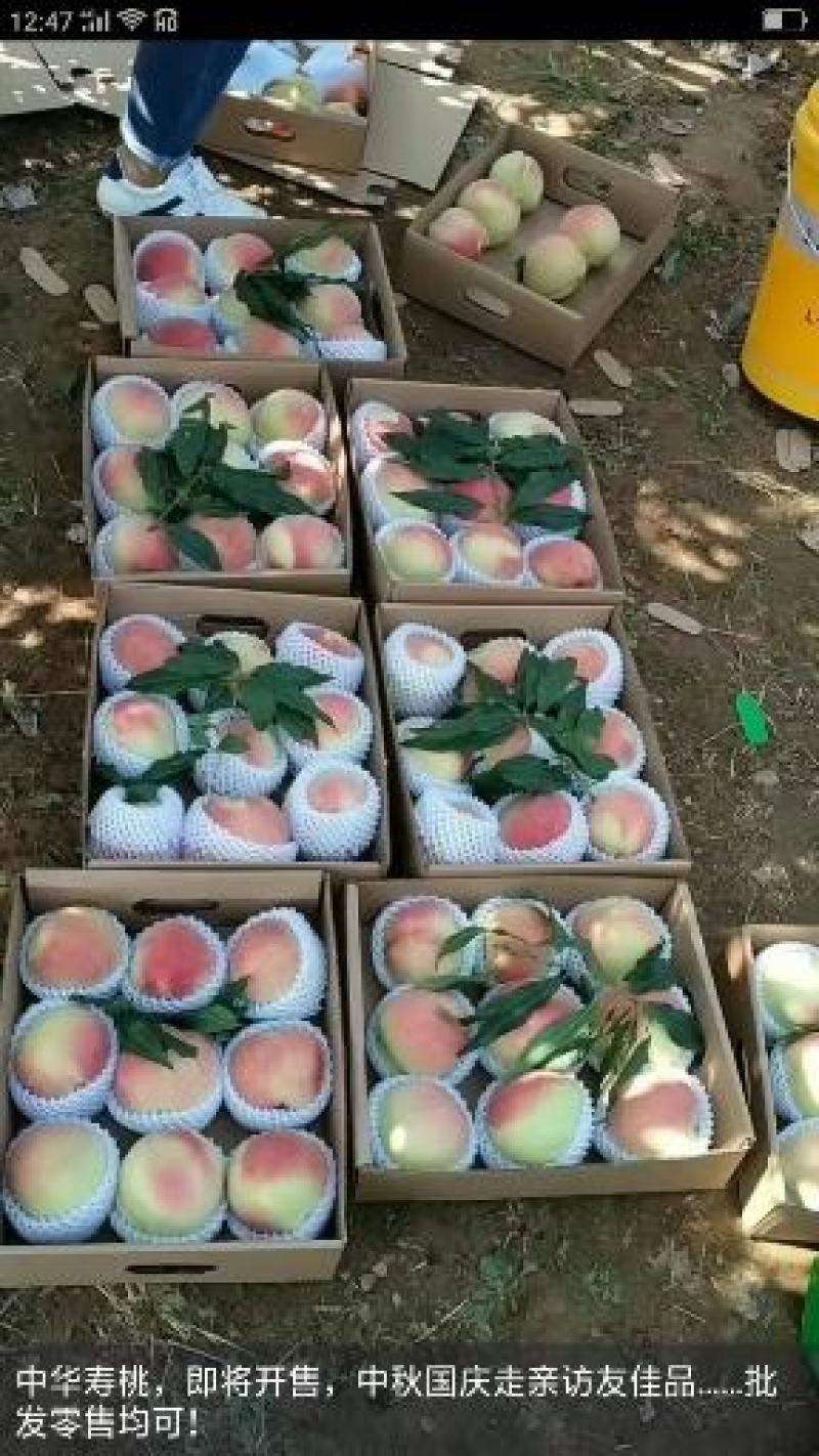 中华寿桃（世外桃源种植园）