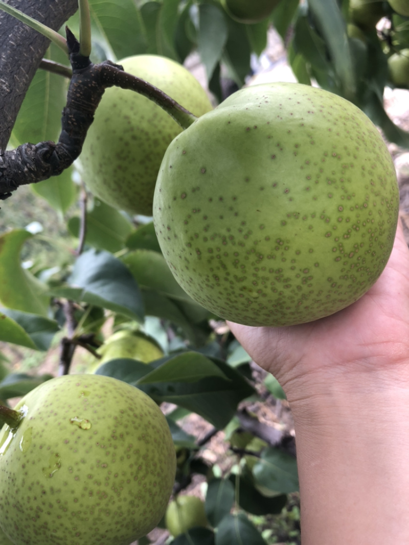北镇大个锦丰梨细皮果型正