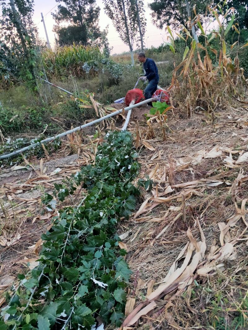 出售大田新彊杨，毛白杨，基地看货，线上交易。