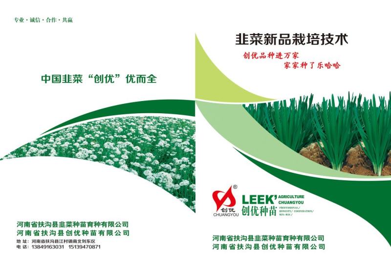 韭菜种子速生直立不休眠量大优惠，不要错过