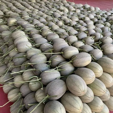 哈密瓜，25*网纹，糖度16，随到随装~供应各大电商