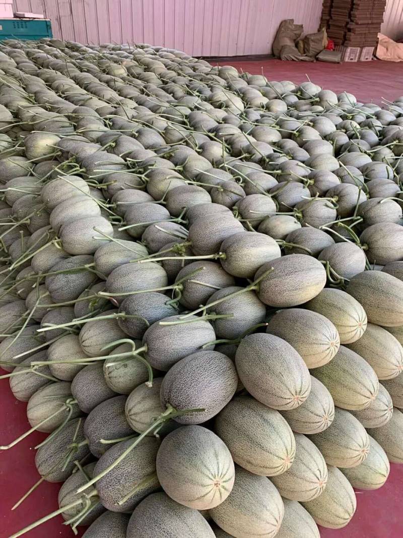 哈密瓜，25*网纹，糖度16，随到随装~供应各大电商