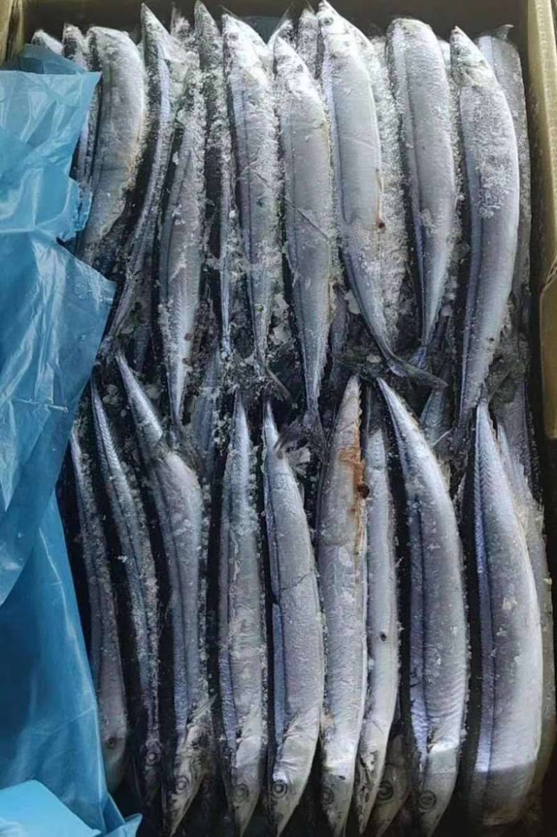 秋刀鱼秋刀鱼秋刀鱼秋刀鱼
