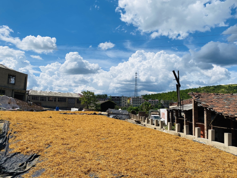 2025年质优价廉金针菜湖南黄花菜菜农直发产地