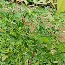 南天竹小苗农户自产自销