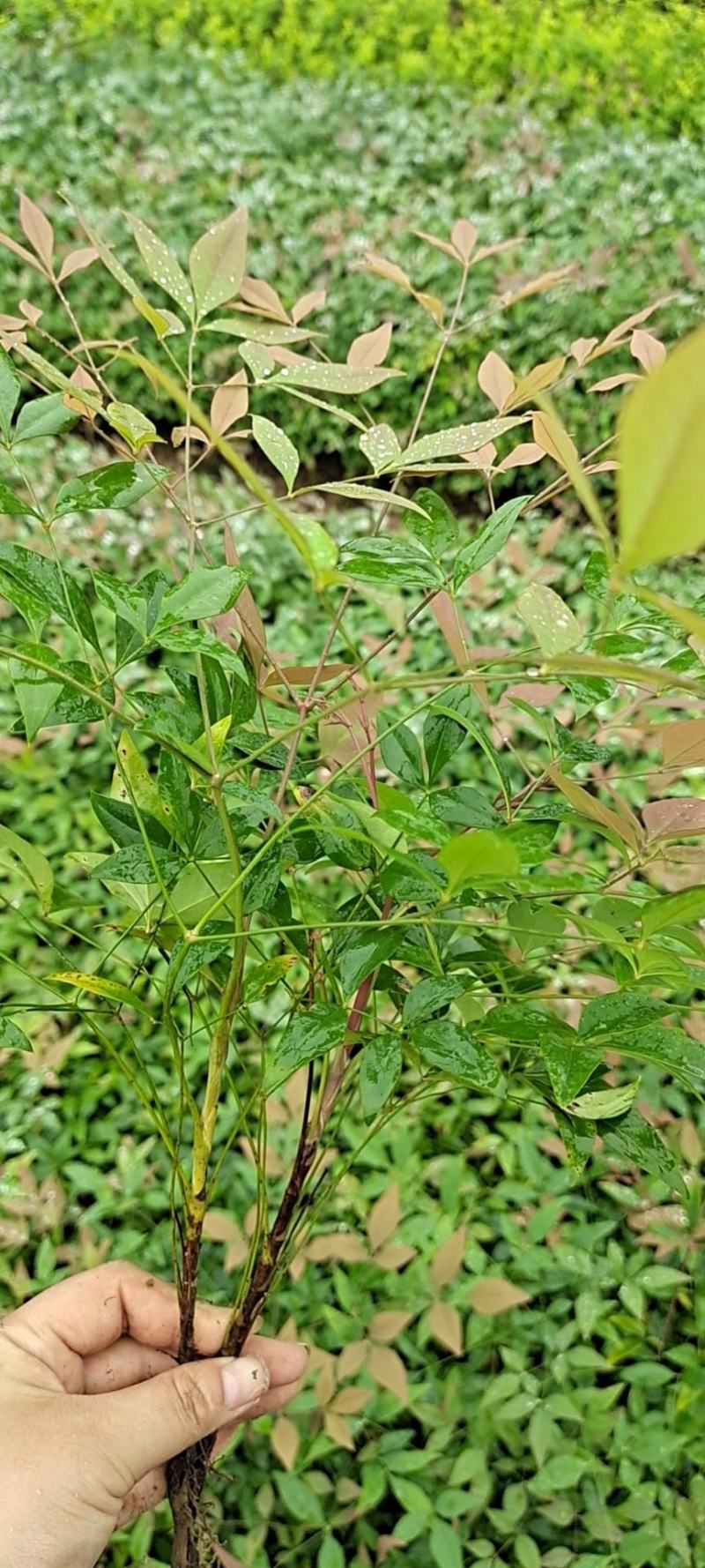 南天竹小苗农户自产自销