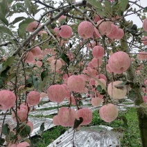 高山红富士，纸加膜，条纹货，片红货，现在已经大量上市！