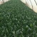 山东省高青县优质菠菜已上市