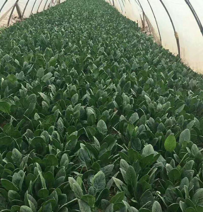 山东省高青县优质菠菜已上市