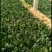 山东省高青县优质菠菜已上市