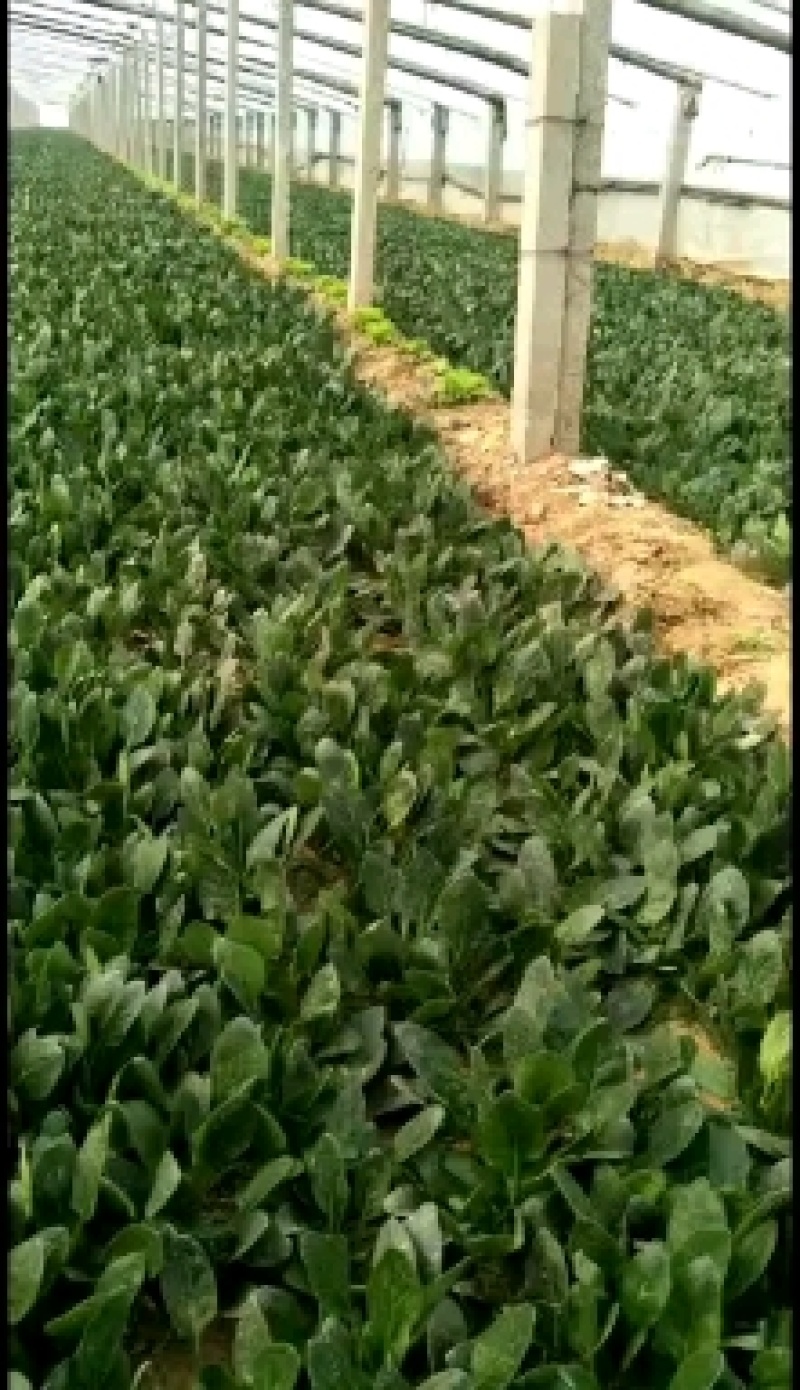 山东省高青县优质菠菜已上市