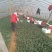 山东省高青县优质菠菜已上市
