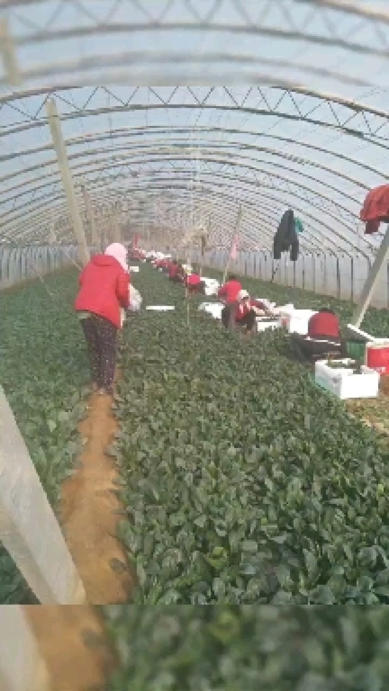 山东省高青县优质菠菜已上市