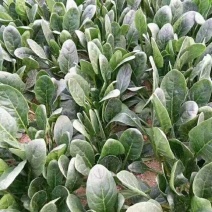 山东省高青县优质菠菜已上市